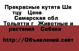 Прекрасные кутята Ши-тцу › Цена ­ 25 000 - Самарская обл., Тольятти г. Животные и растения » Собаки   